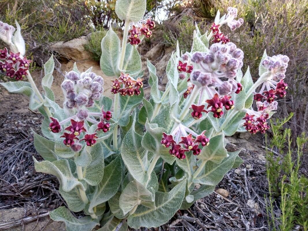 Asclepias californica flower