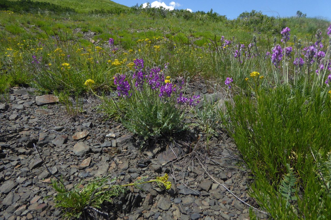 Oxytropis songorica habit