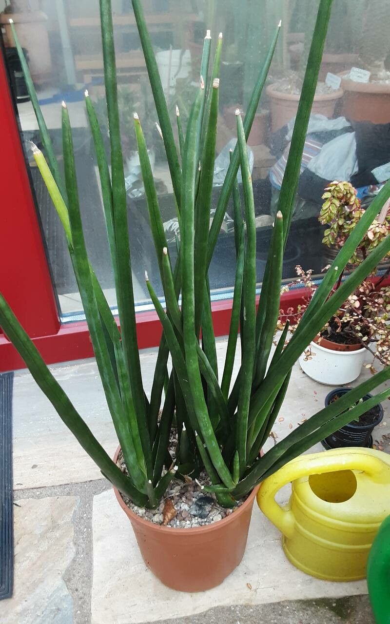 Dracaena bacularis bark