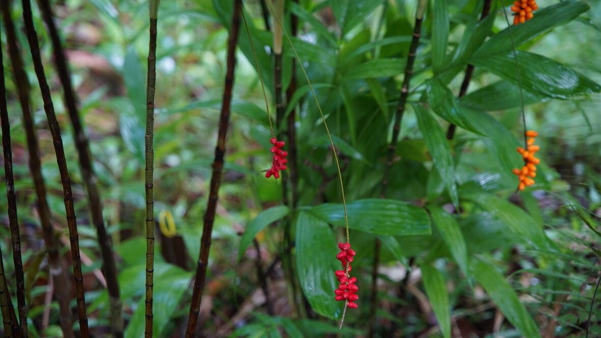 Linospadix palmerianus bark