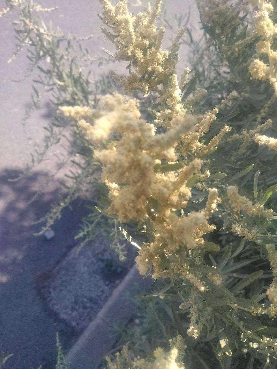 Atriplex canescens flower
