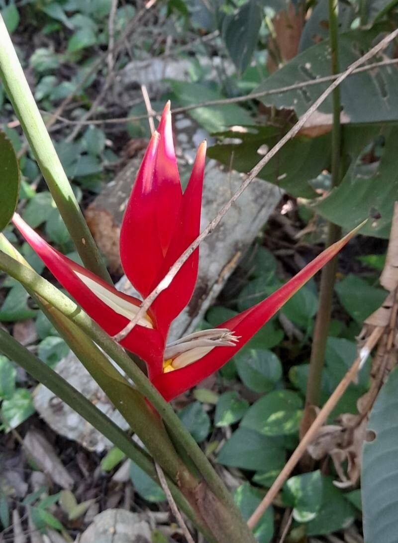 Heliconia subulata flower