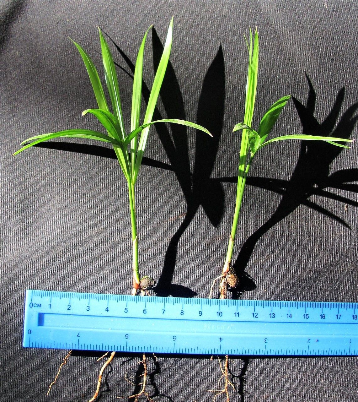 Neonicholsonia watsonii other