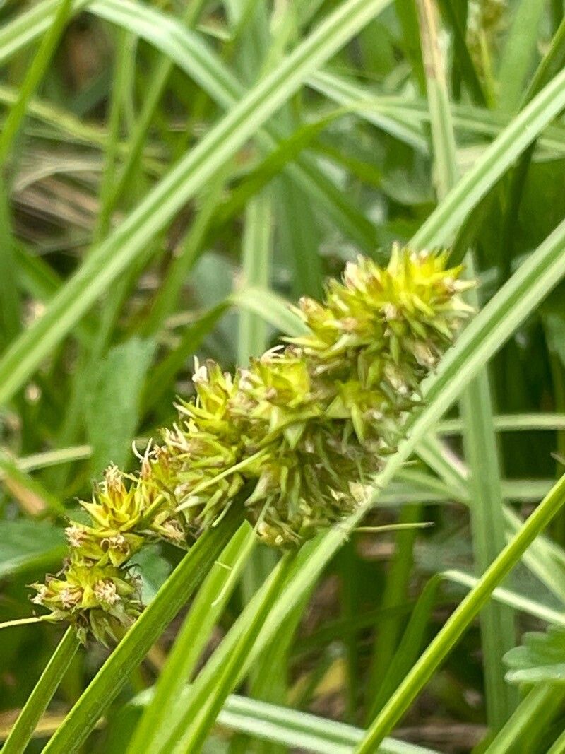 Carex otrubae — search result for 'Carex'