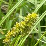 Carex cuprina