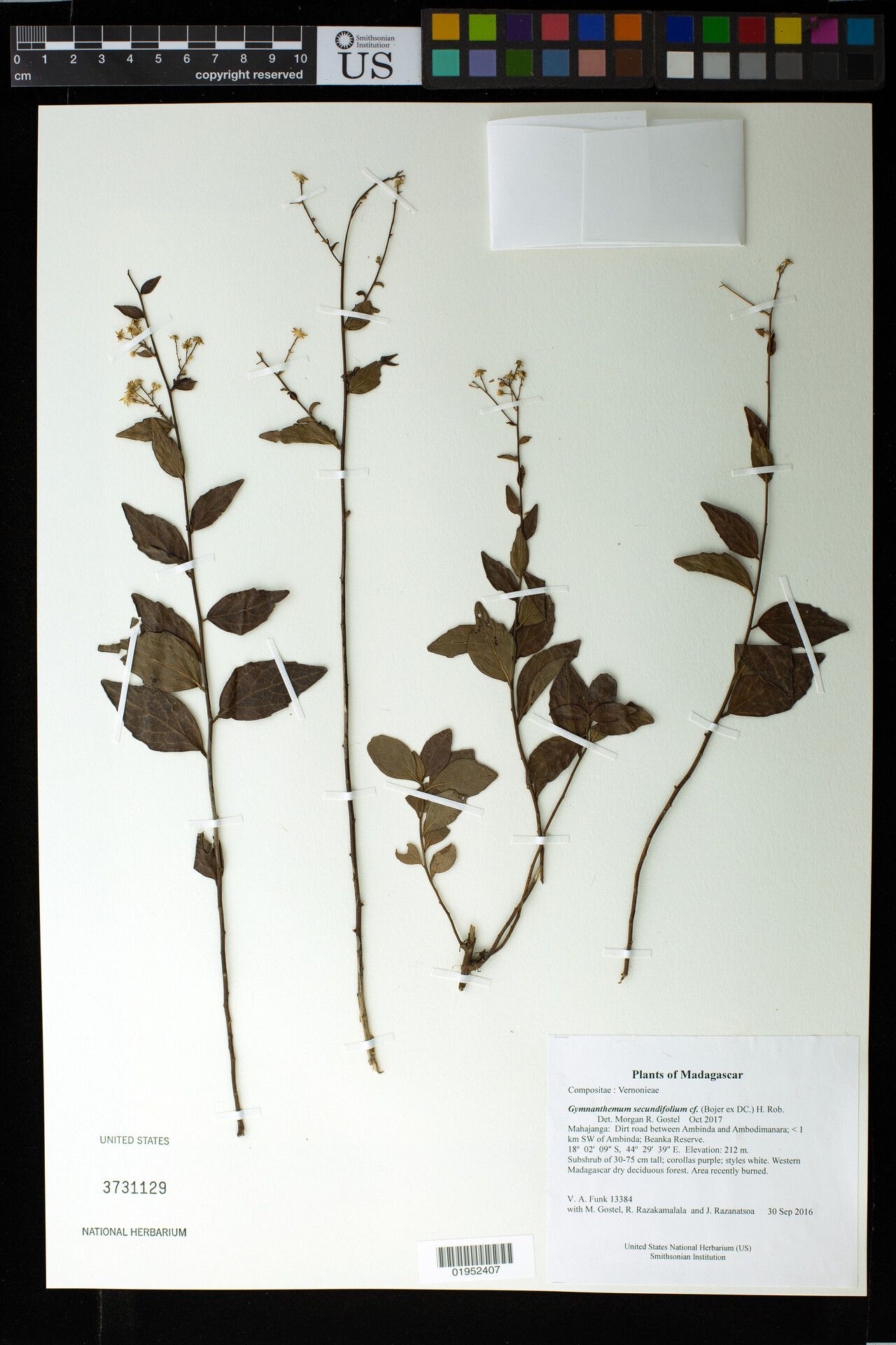 Gymnanthemum secundifolium — houseplant care guide