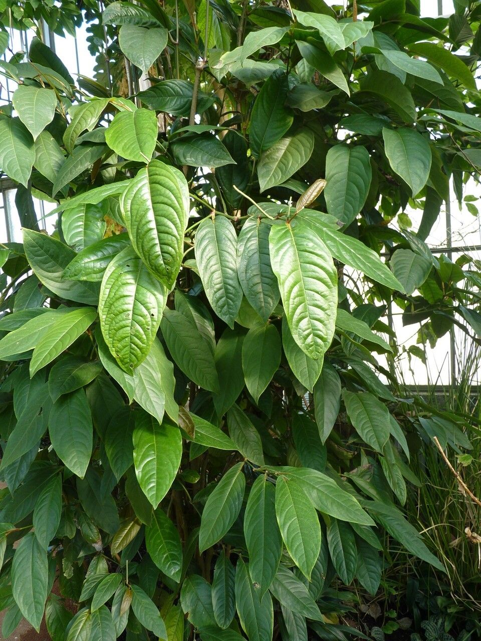 Piper longepetiolatum — search result for 'Piper'