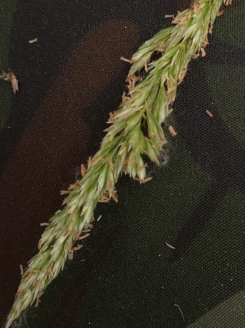 Koeleria glauca flower