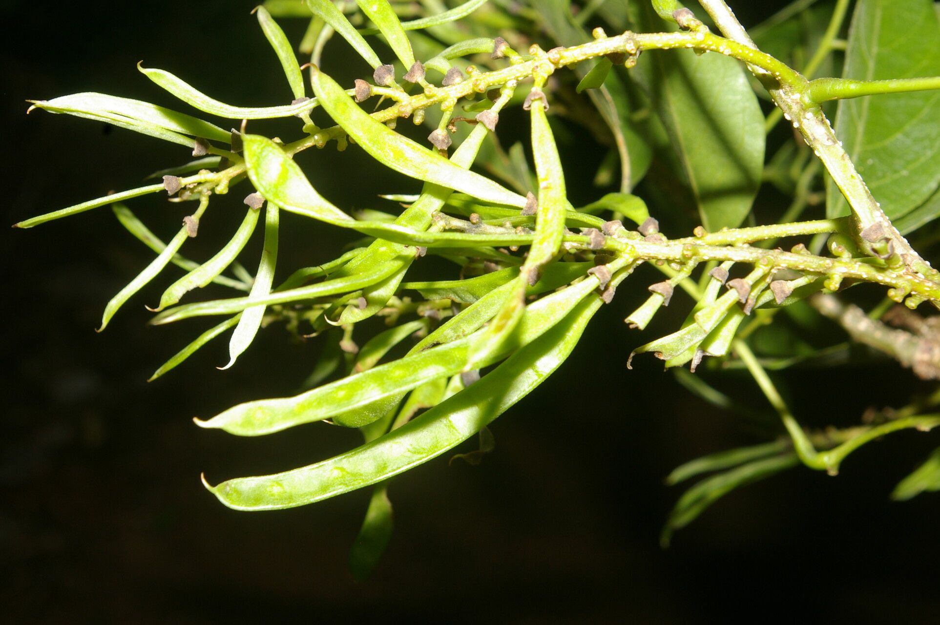 Lonchocarpus atropurpureus fruit