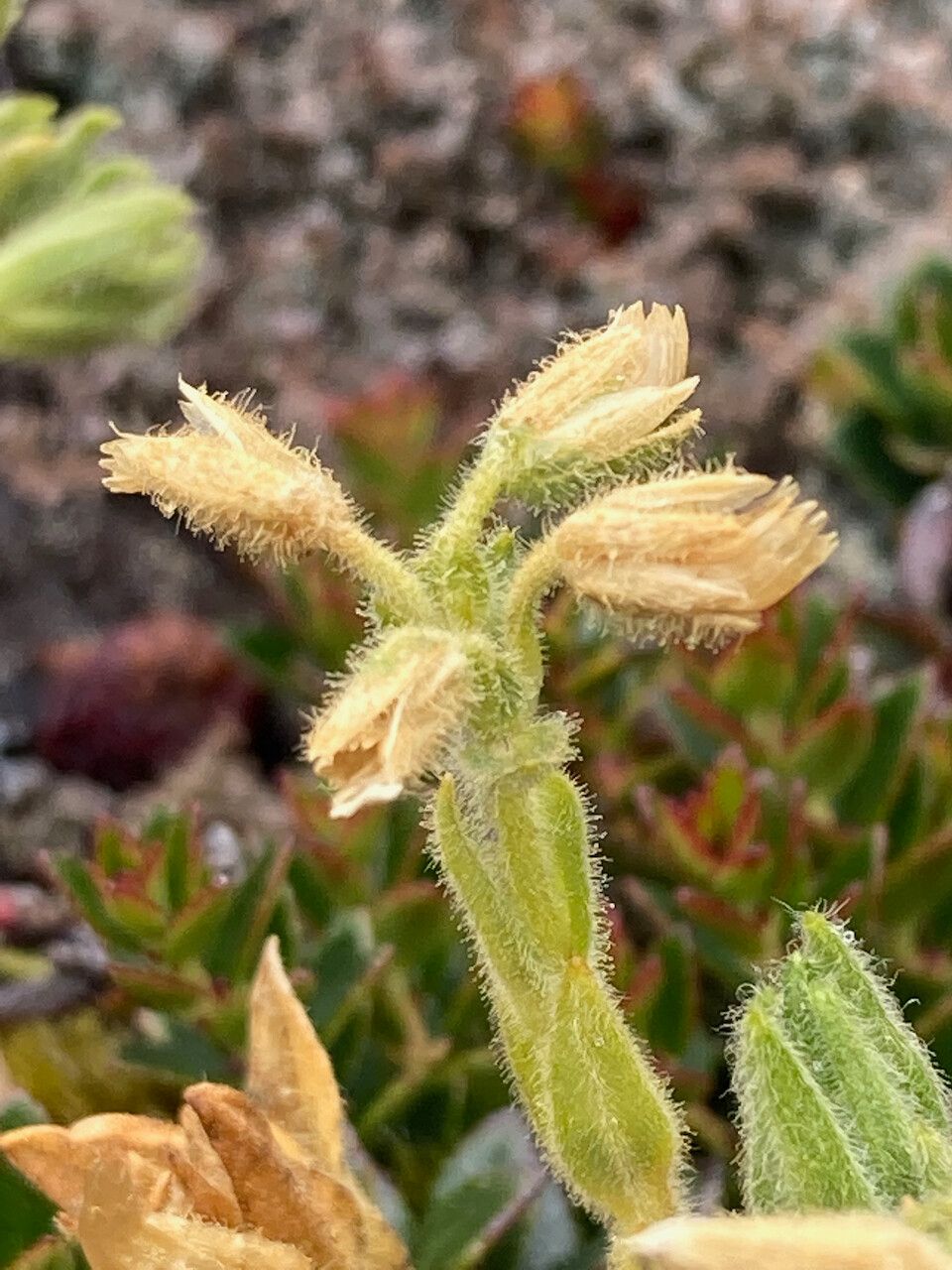 Cerastium kunthii fruit