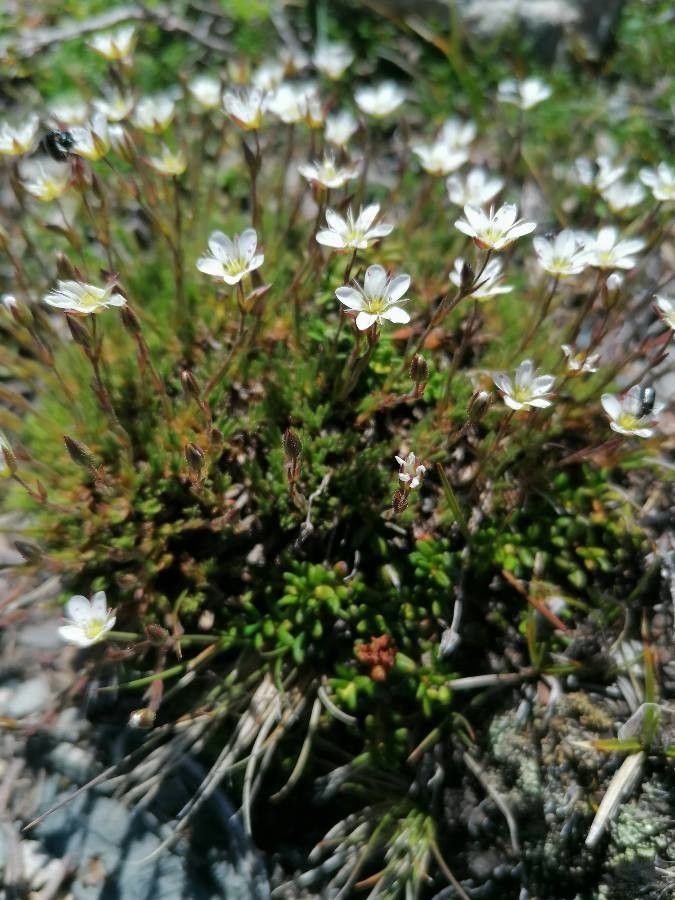 Minuartia verna — houseplant care guide