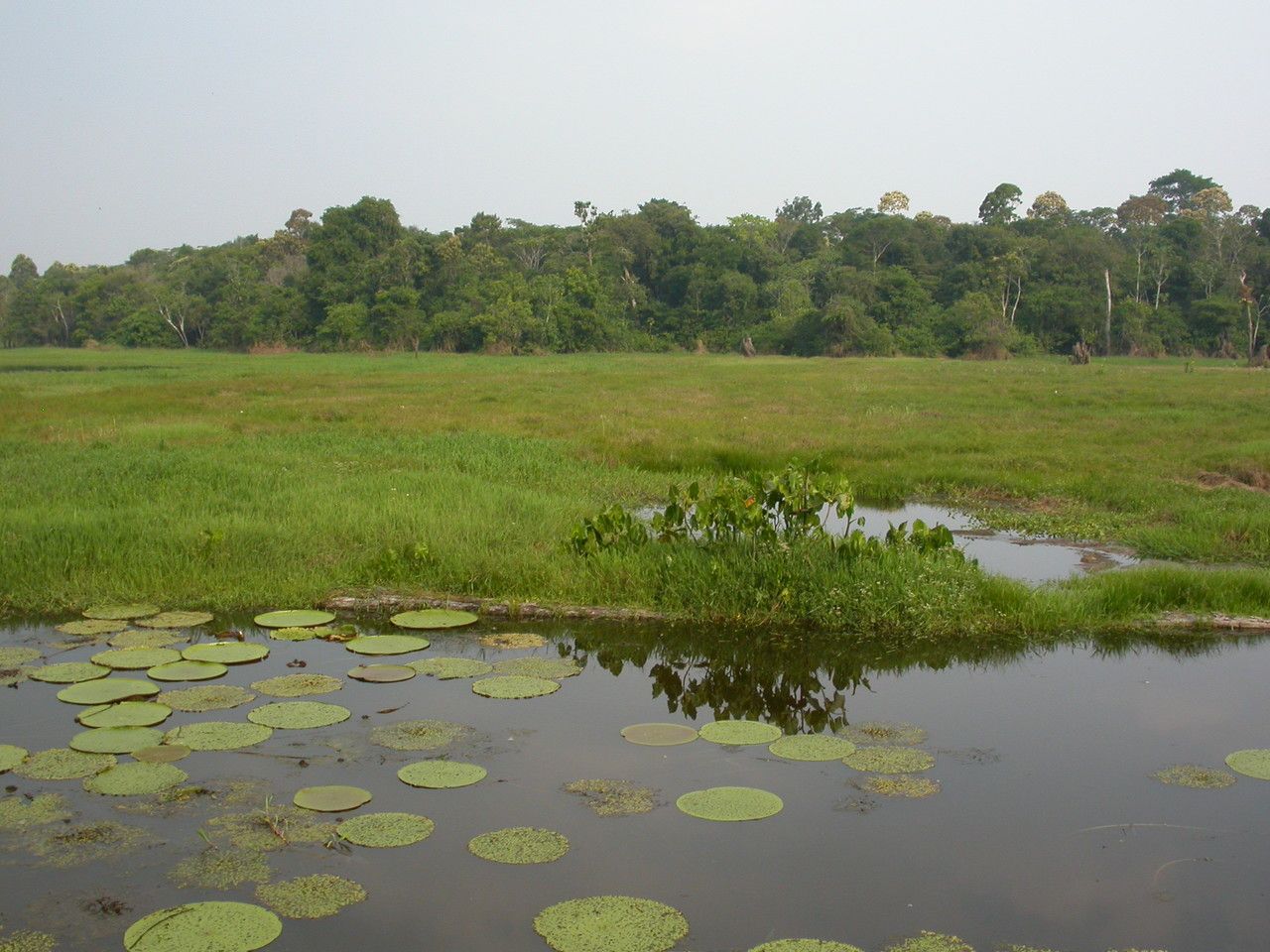 Victoria amazonica habit