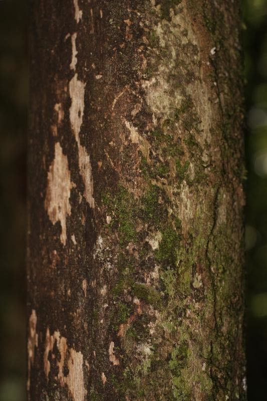 Quiina oiapocensis bark