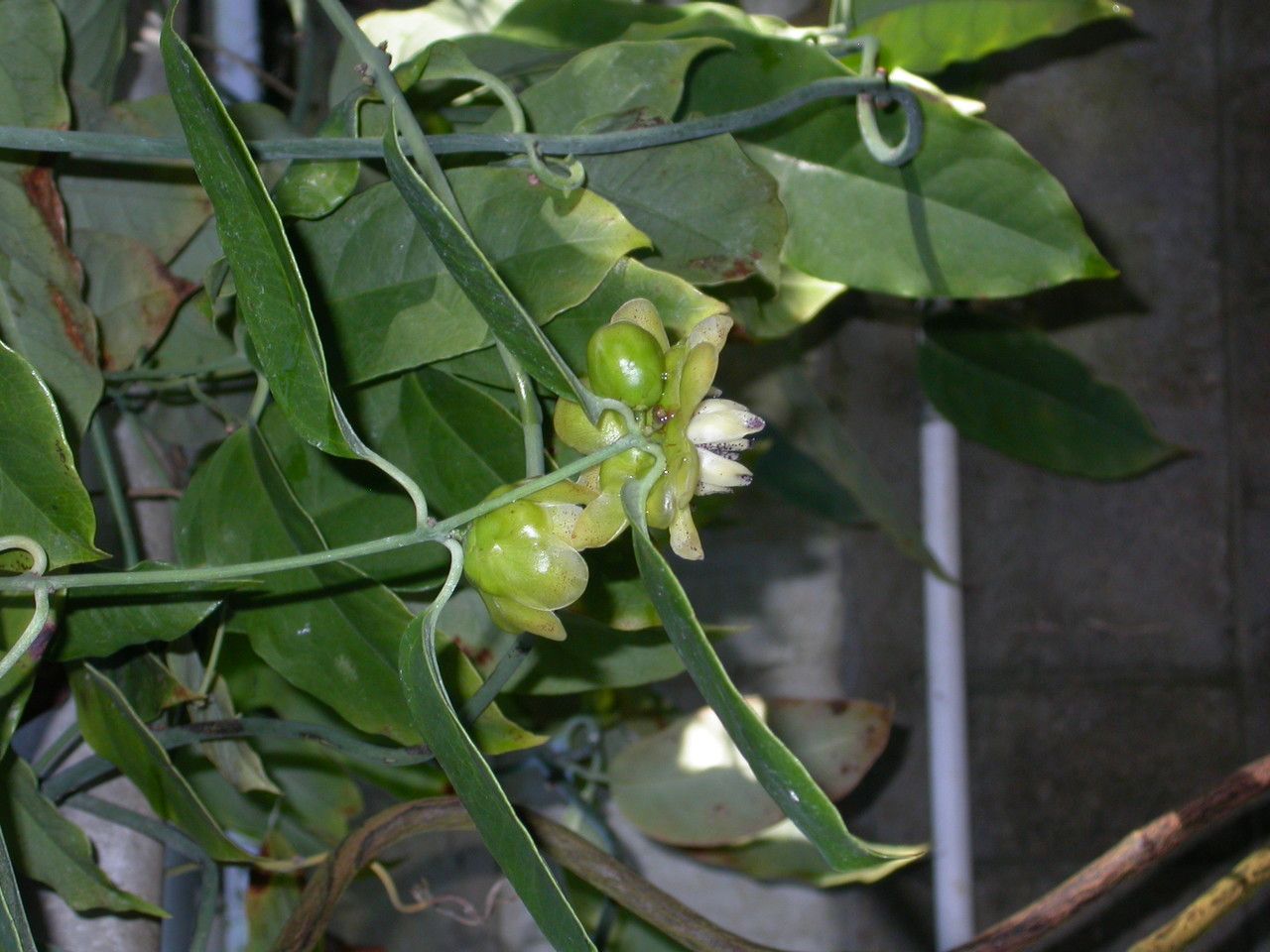 Austrobaileya scandens flower