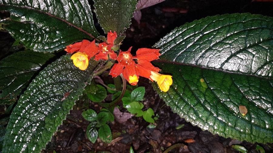 Chrysothemis pulchella flower