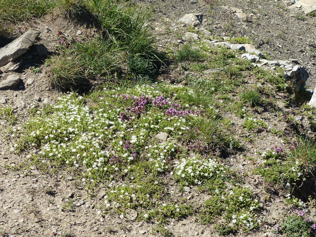 Minuartia rupestris habit