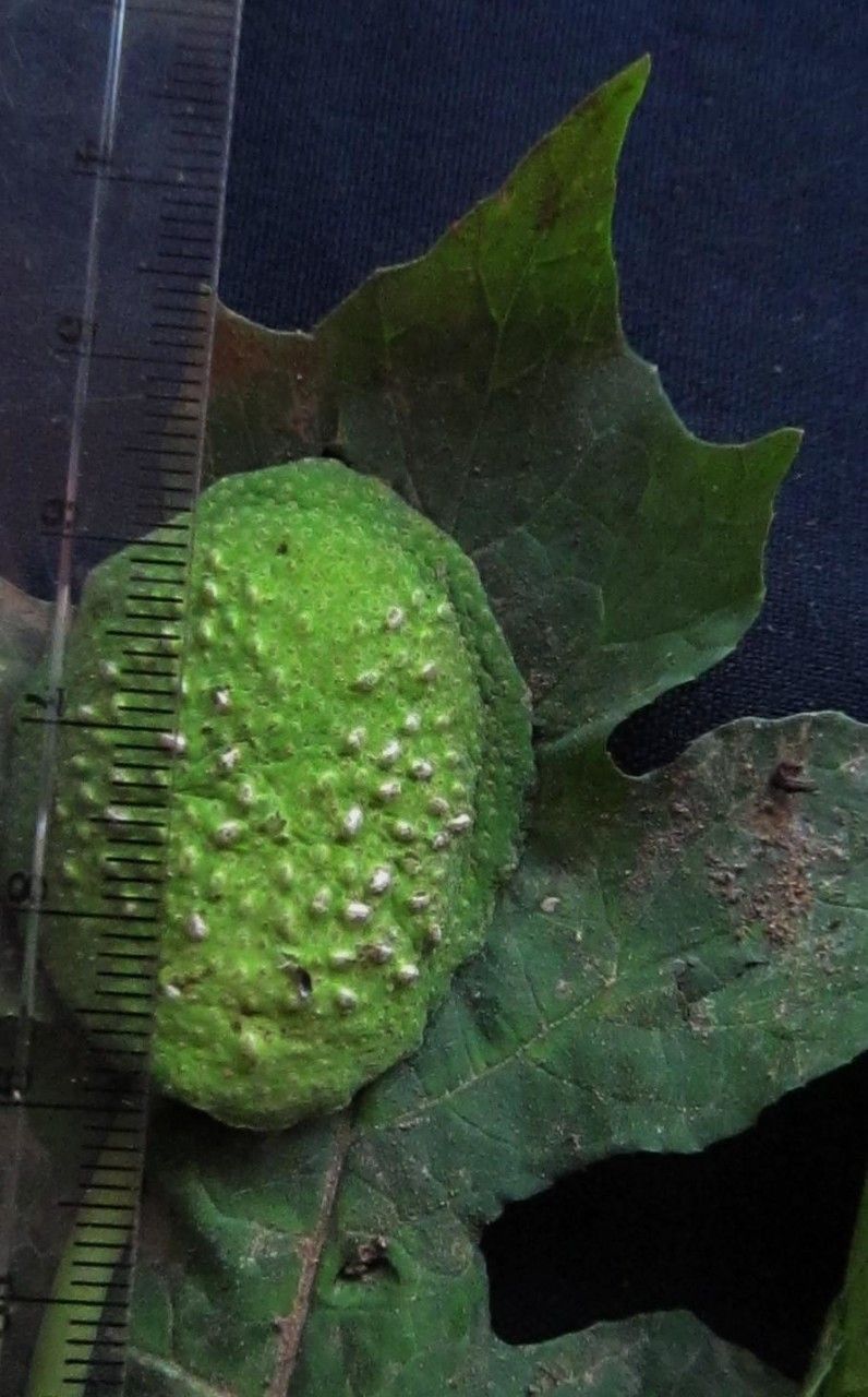 Dorstenia drakena fruit