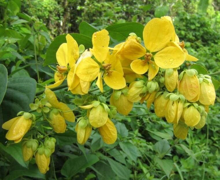 Senna quinquangulata flower