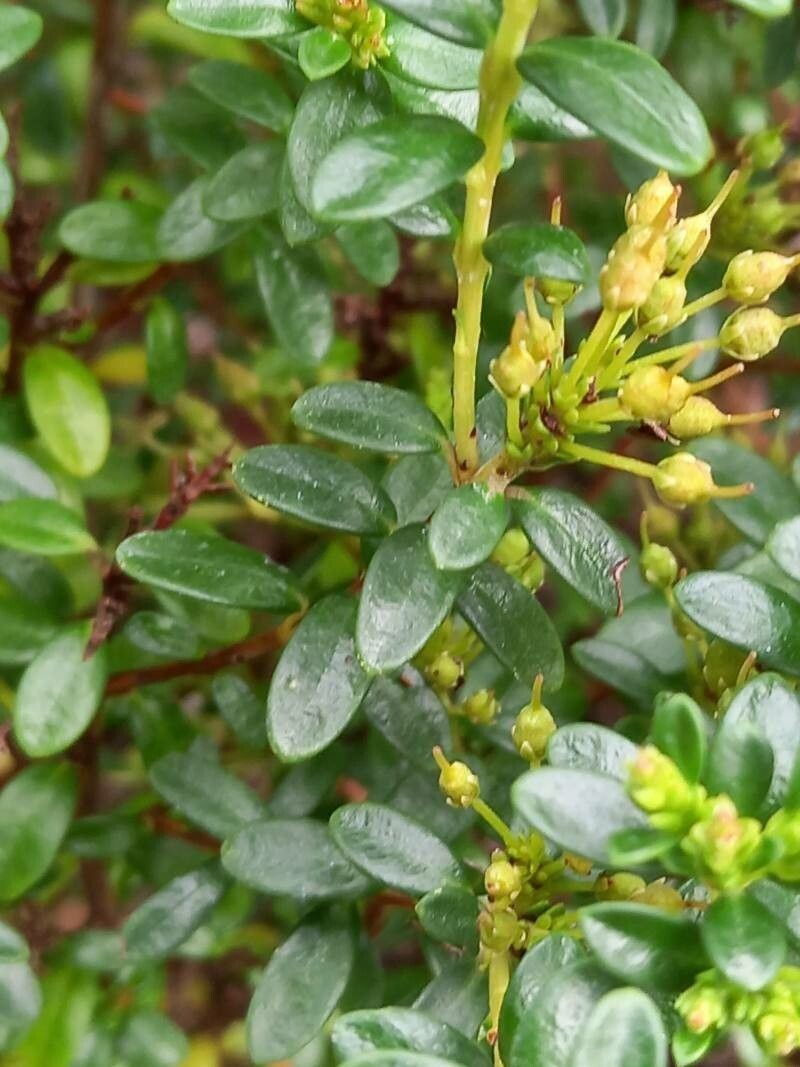 Kalmia buxifolia leaf