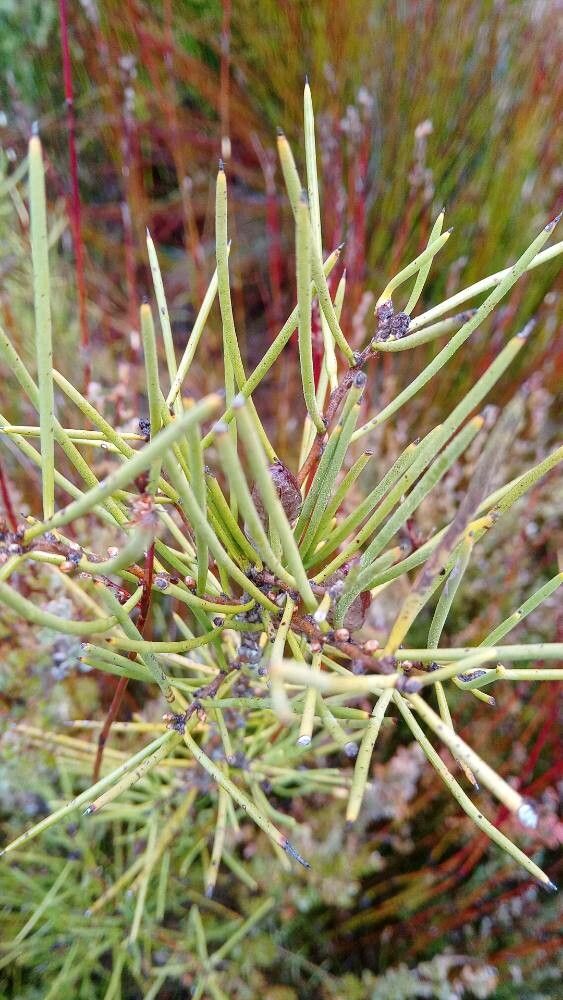 Hakea macrocarpa — search result for 'Hakea'