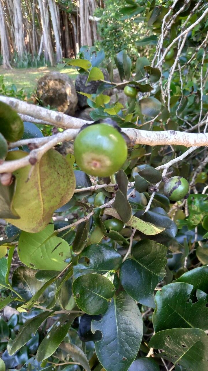Diospyros egrettarum fruit