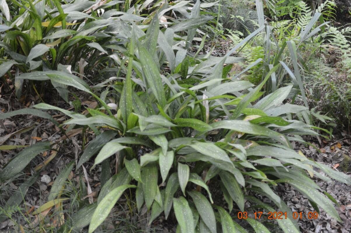 Setaria paniculifera — search result for 'Setaria'