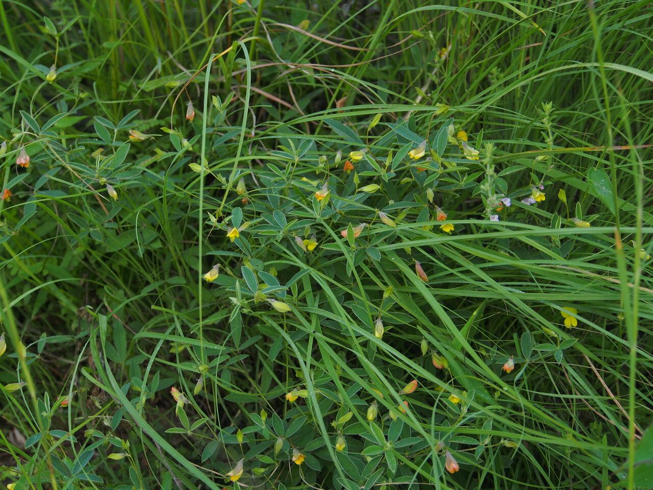Argyrolobium flaccidum habit