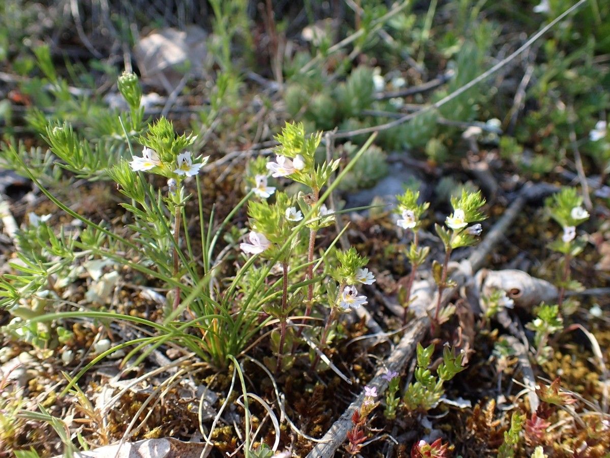 Euphrasia pectinata habit