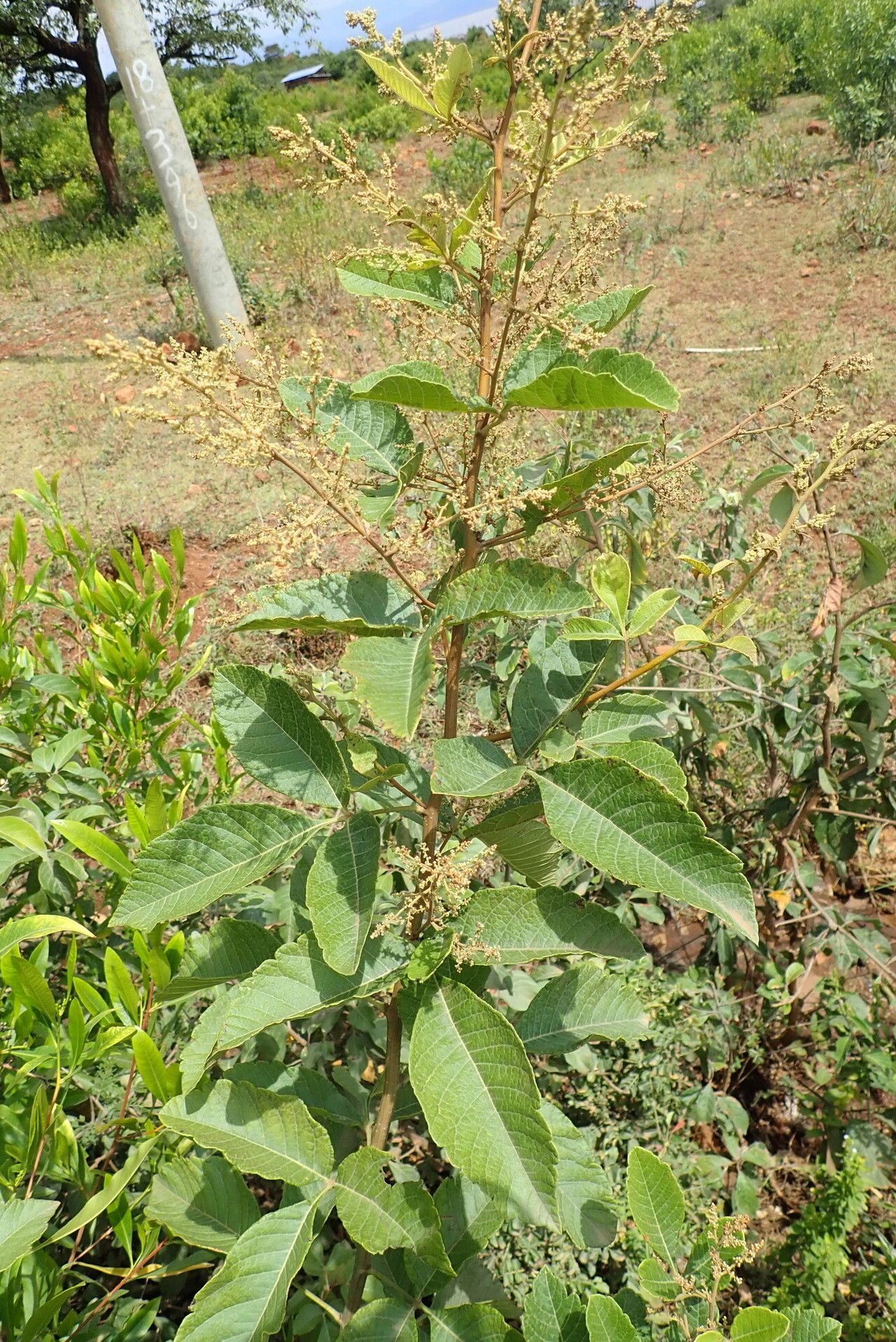 Searsia ruspolii habit
