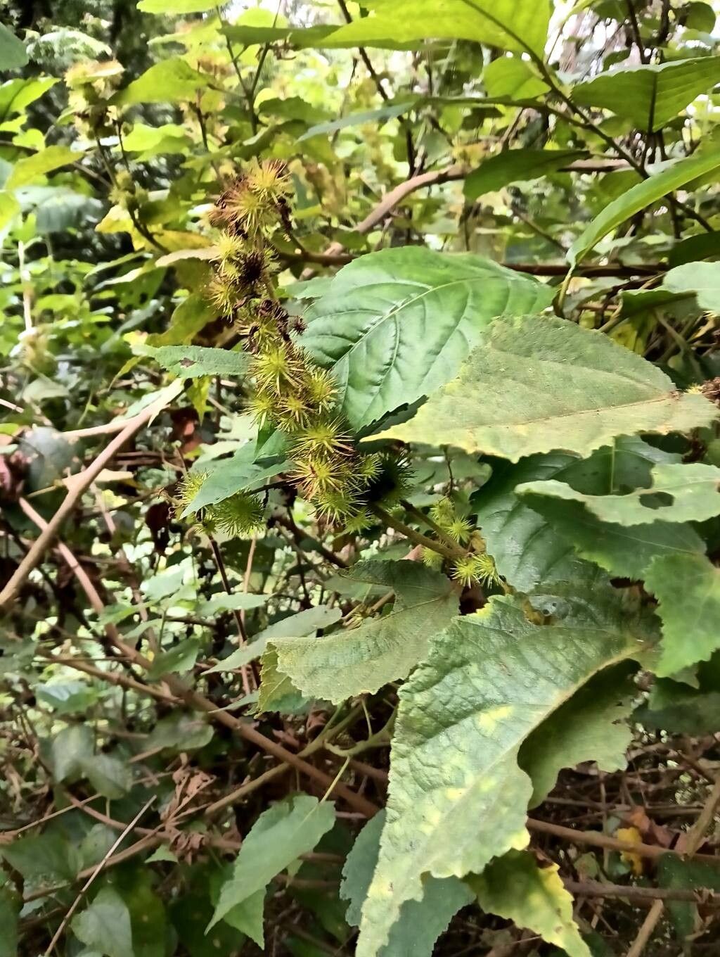 Triumfetta pilosa fruit