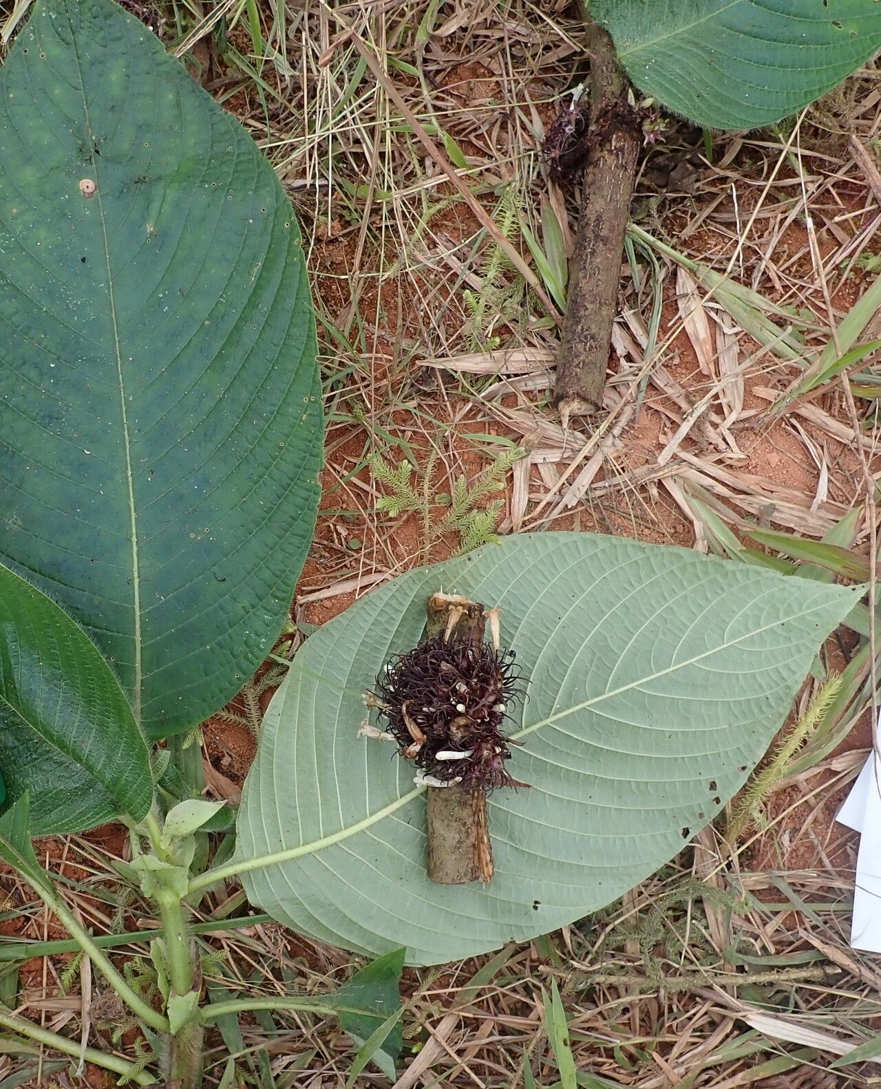 Sabicea xanthotricha leaf