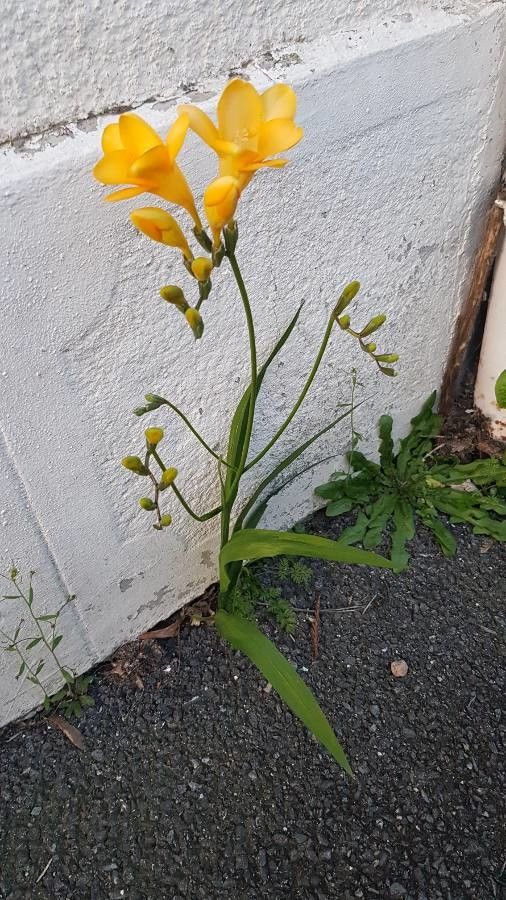 Freesia x hybrida habit