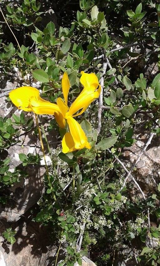 Xiphion junceum flower