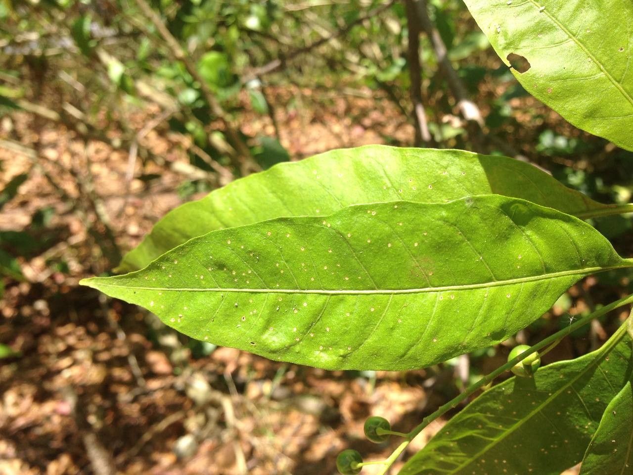 Solanum bahamense leaf