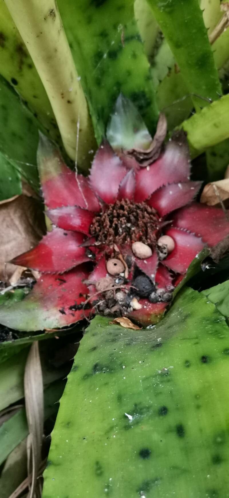 Canistrum giganteum flower