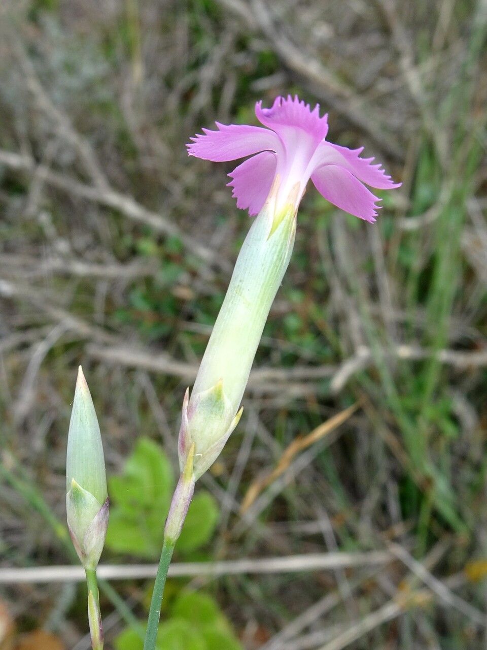 Dianthus saxicola flower