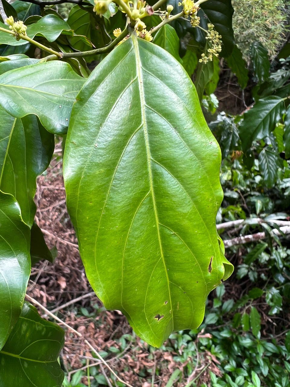 Ventilago neocaledonica — houseplant care guide