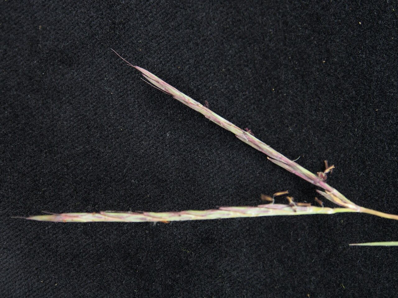 Andropogon munroi fruit