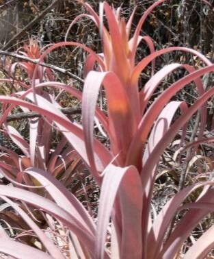 Tillandsia rhodocephala — houseplant care guide