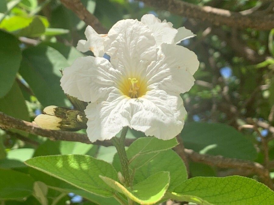 Cordia boissieri flower