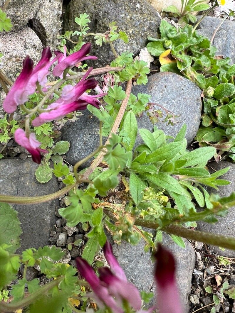 Fumaria purpurea — search result for 'Fumaria'