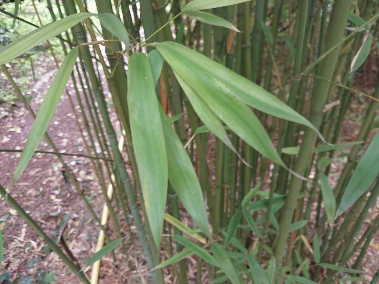 Phyllostachys angusta — related species from the same genus