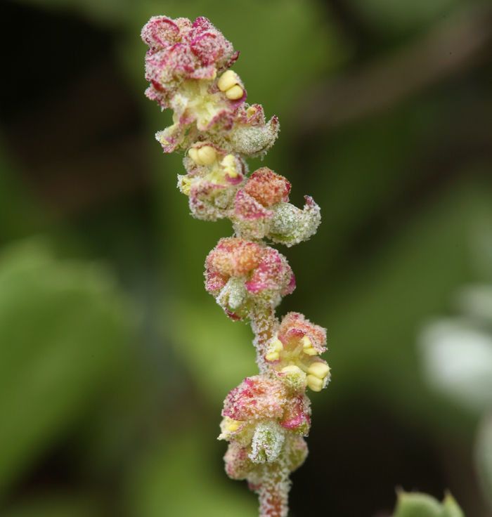 Extriplex californica fruit