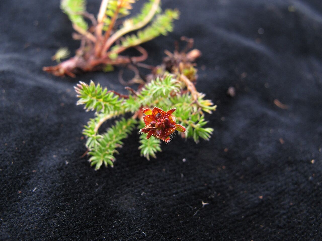 Argentina microphylla — houseplant care guide