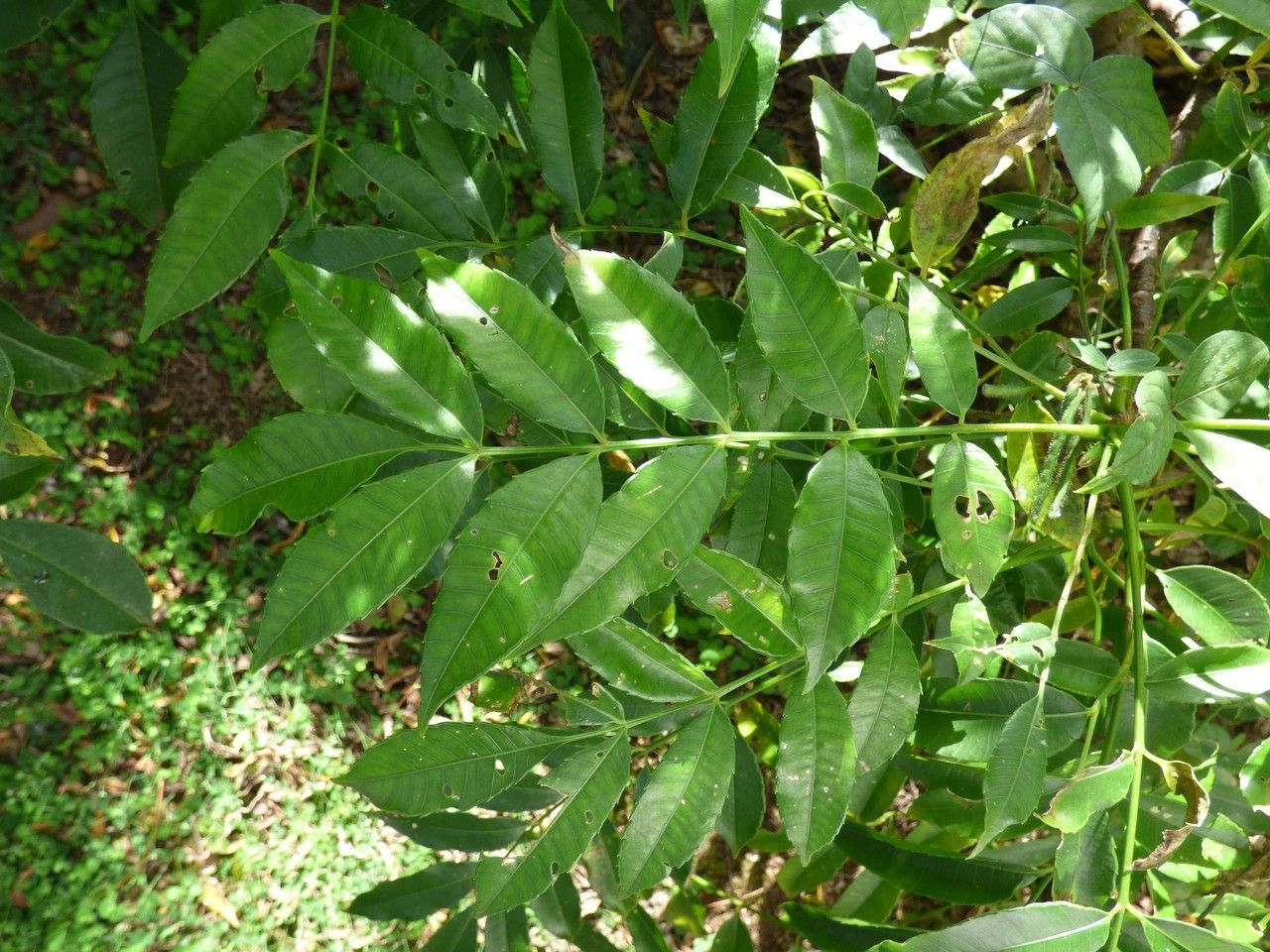 Spondias cytherea — related species from the same genus