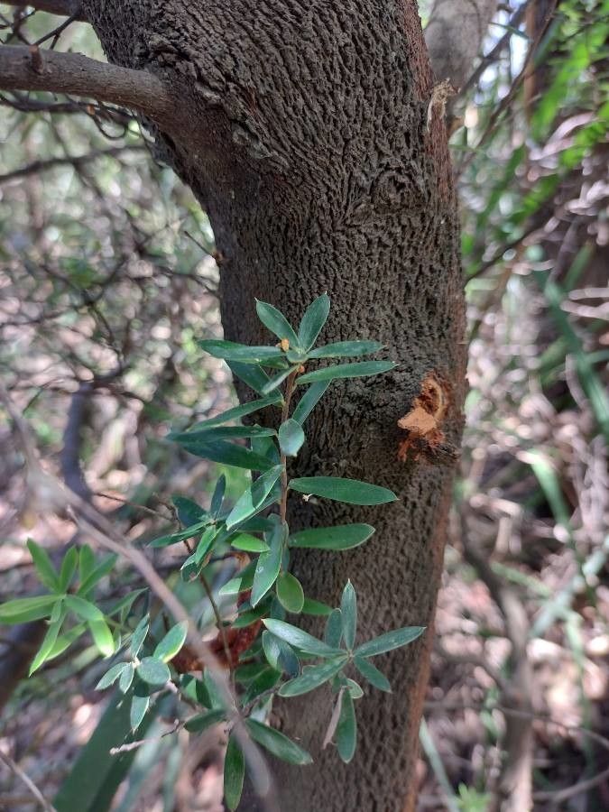Monotoca elliptica bark