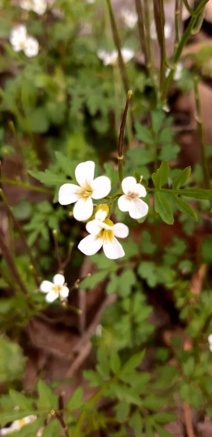 Cardamine graeca flower