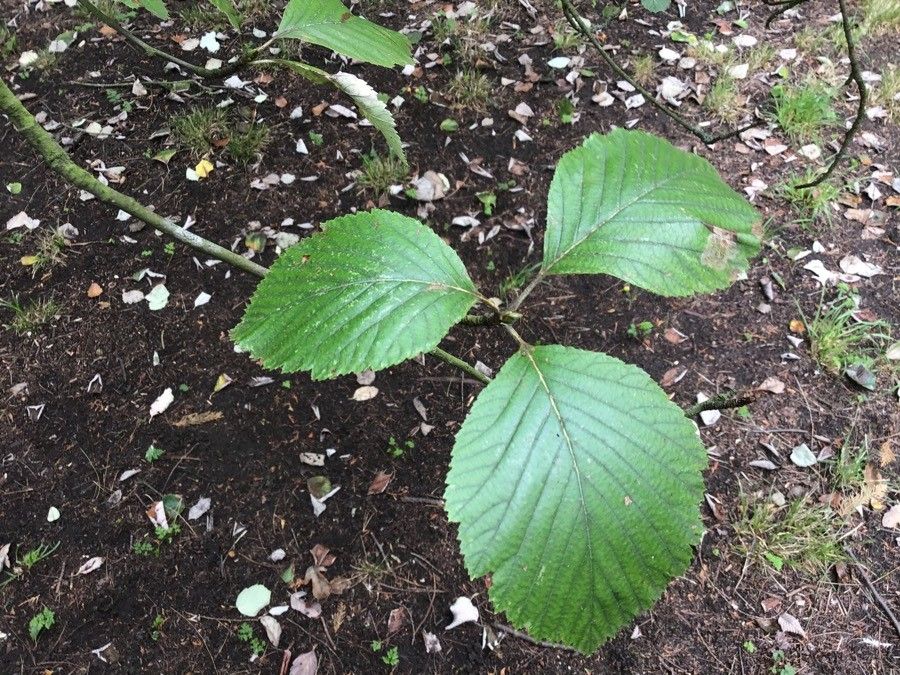 Sorbus eminens leaf