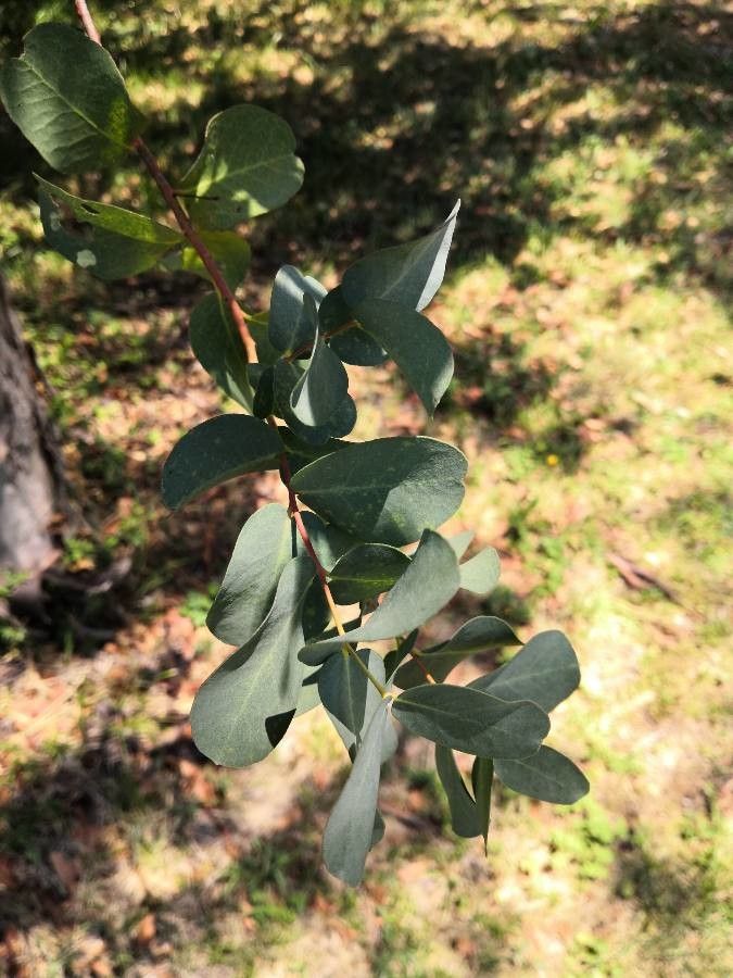 Schotia capitata — related species from the same genus
