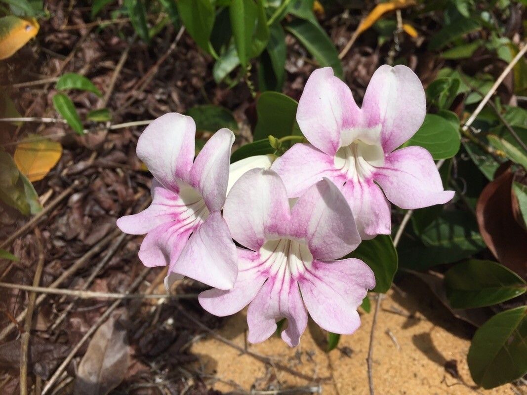 Bignonia aequinoctialis flower